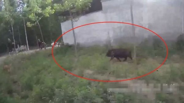 配资安全配资门户 村民家黑猪受惊“不翼而飞”，砀山警方一小时后在草丛寻回_大皖新闻 | 安徽网